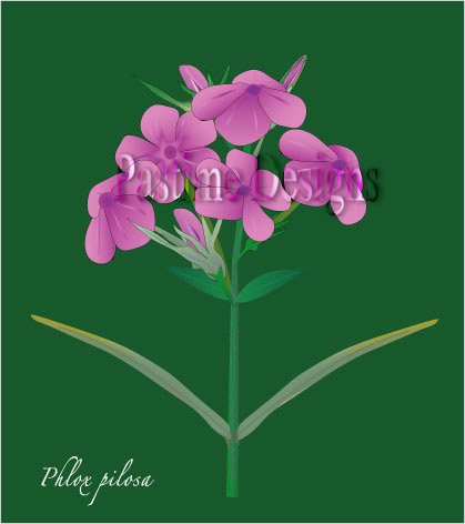 Phlox_pilosa