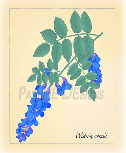 wisteria4