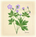 Geranium