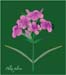 Phlox_pilosa