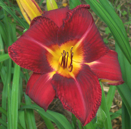 RedVolunteer2_ds